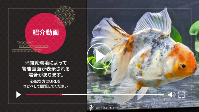 【返金保証】 動画 オランダ獅子頭 ローズテール (k1864) タイ産 特大個体 18cm 東錦 オス 7ヵ月 #金魚 オランダ獅子頭 ローズテール k1864