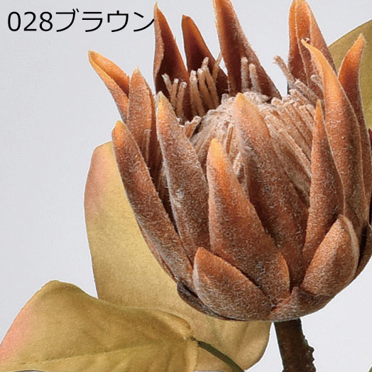 アスカascaミニプロテア ドライ(as250/116) | アスカ商会 | 01