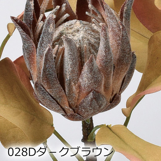 アスカascaミニプロテア ドライ(as250/116) | アスカ商会 | 02