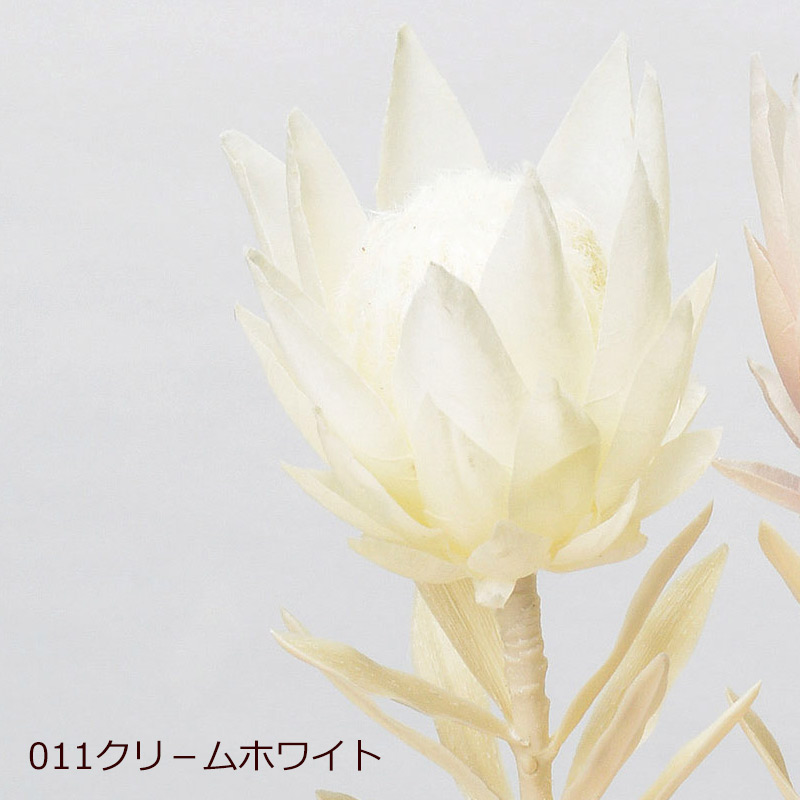 アスカascaドライフラワー造花プロテア(as250/9) | アスカ商会 | 01