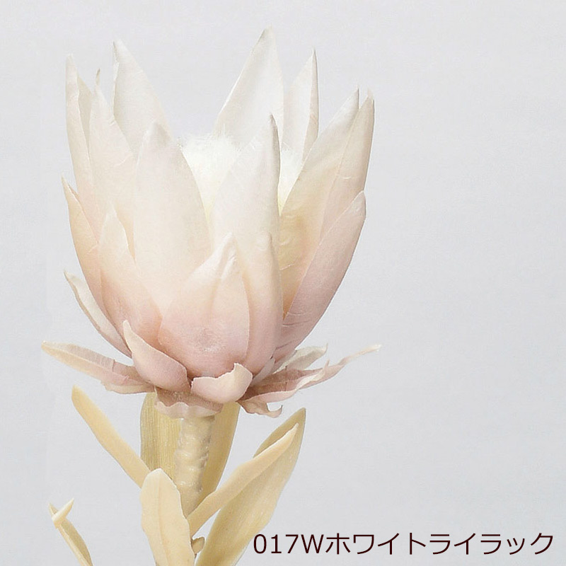 アスカascaドライフラワー造花プロテア(as250/9) | アスカ商会 | 02