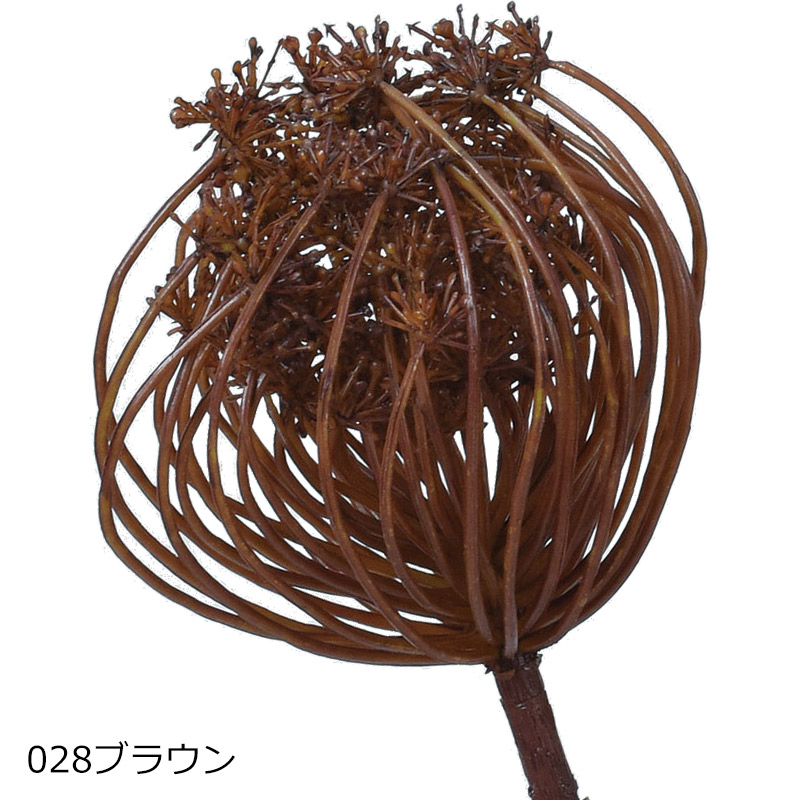 アスカascaクイーンアンズレース ドライ(as250/116) | アスカ商会 | 01