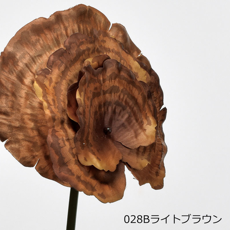 アスカascaサルノコシカケ ドライ(as250/116) | アスカ商会 | 02