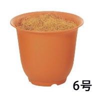 ノアポット(6号)下草付