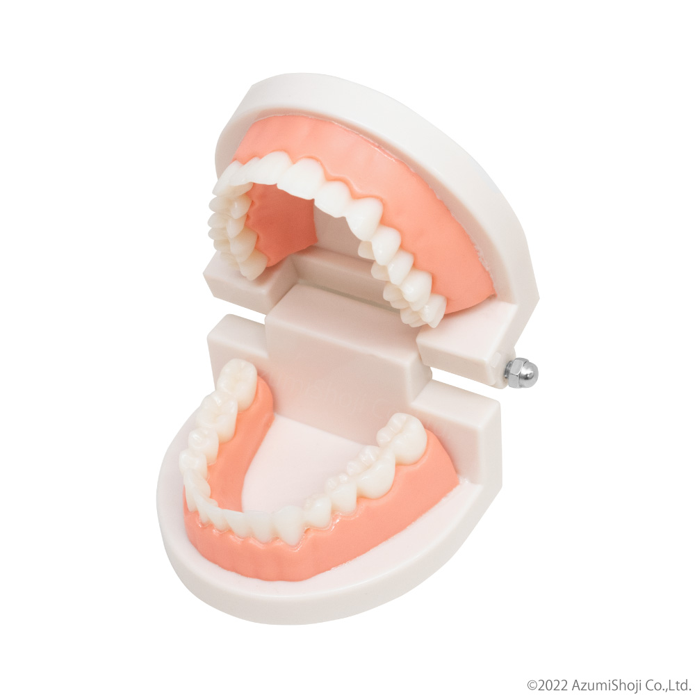 歯列模型 180°開閉式 歯医者 歯科 歯磨き ハミガキ 歯みがき